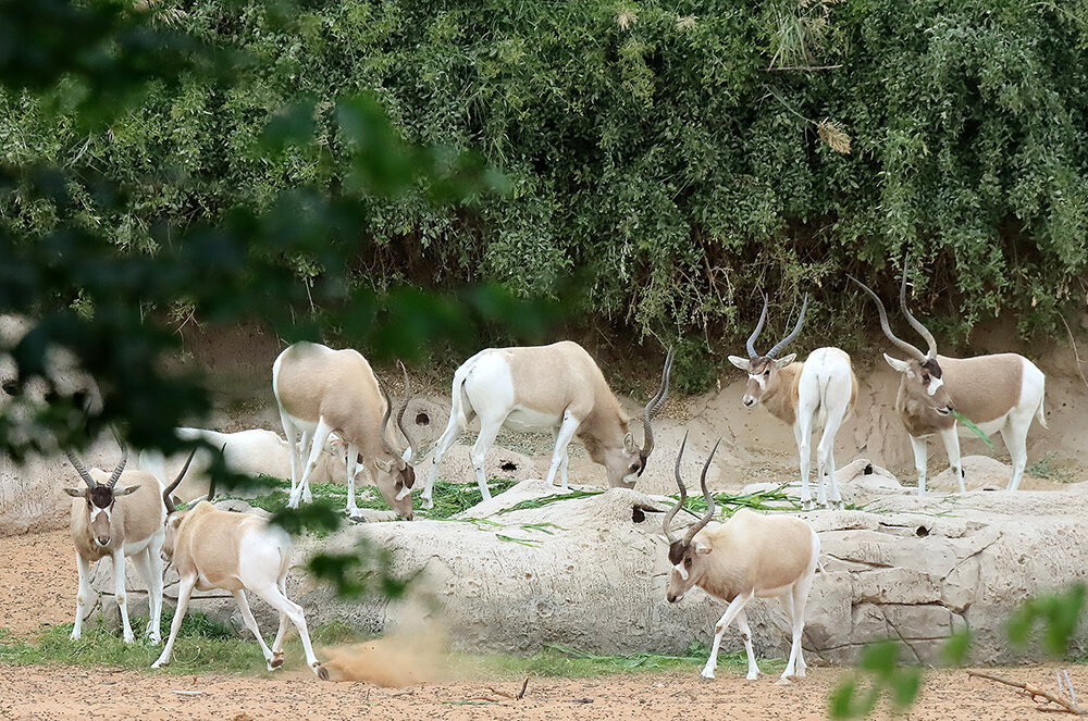 Семейство антилоп - Галина Ильясова