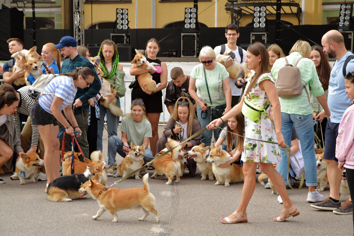 Корги - Валерий Пославский
