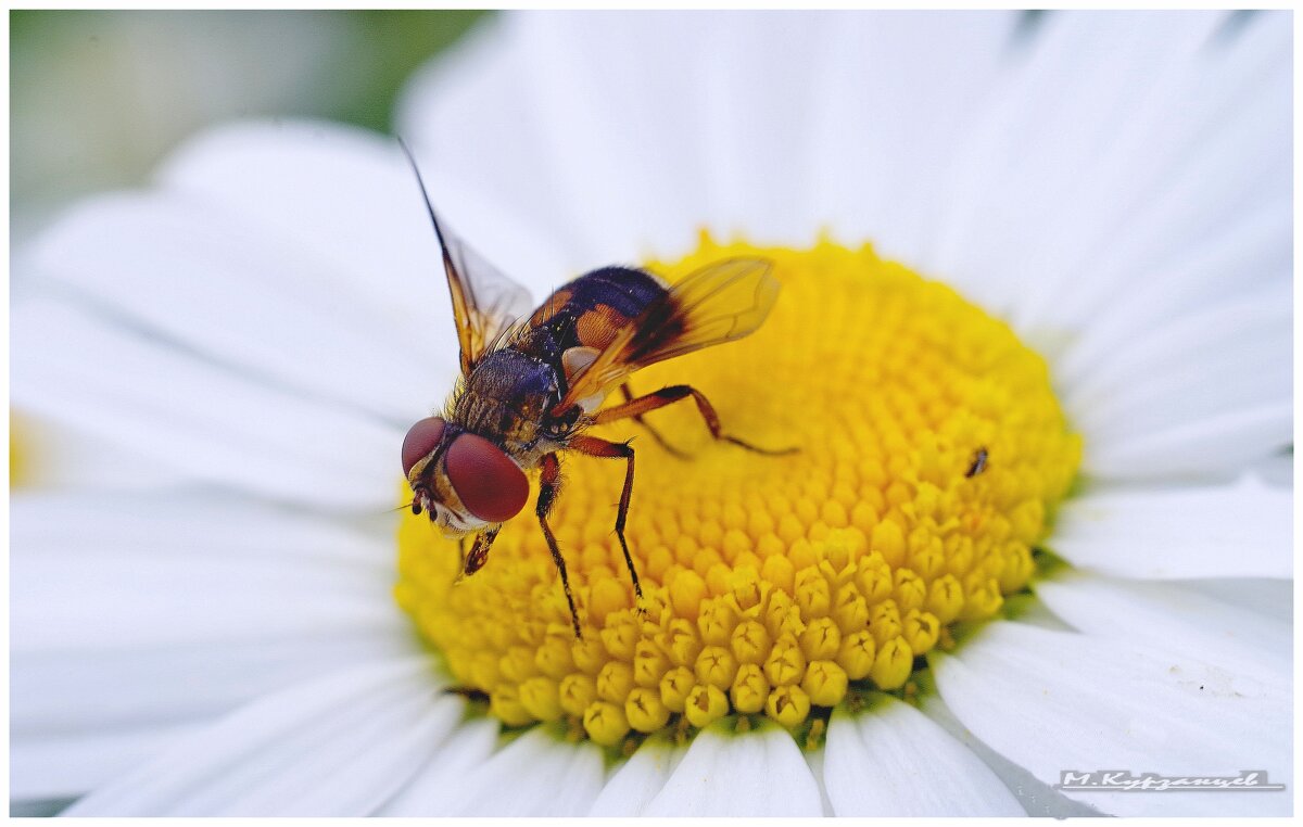 Макро на Гелиос 44-2. - Михаил Курзанцев