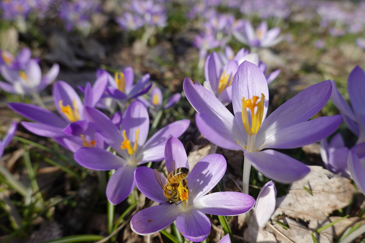 A воздух ожиданьем пьян..... - Галина 