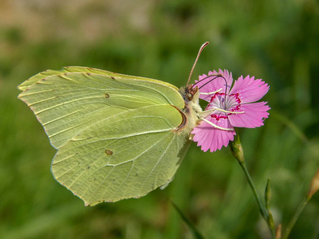 Это мой цветок - Александр Ковальчук