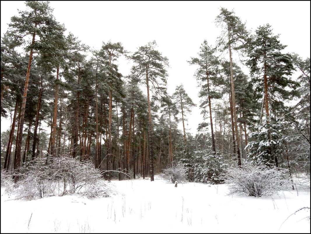 Тишина зимнего леса. - Егор Бабанов