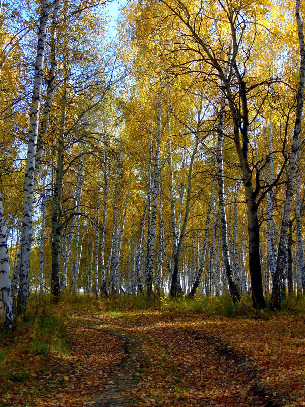 Красота осеннего леса. - nadyasilyuk Вознюк