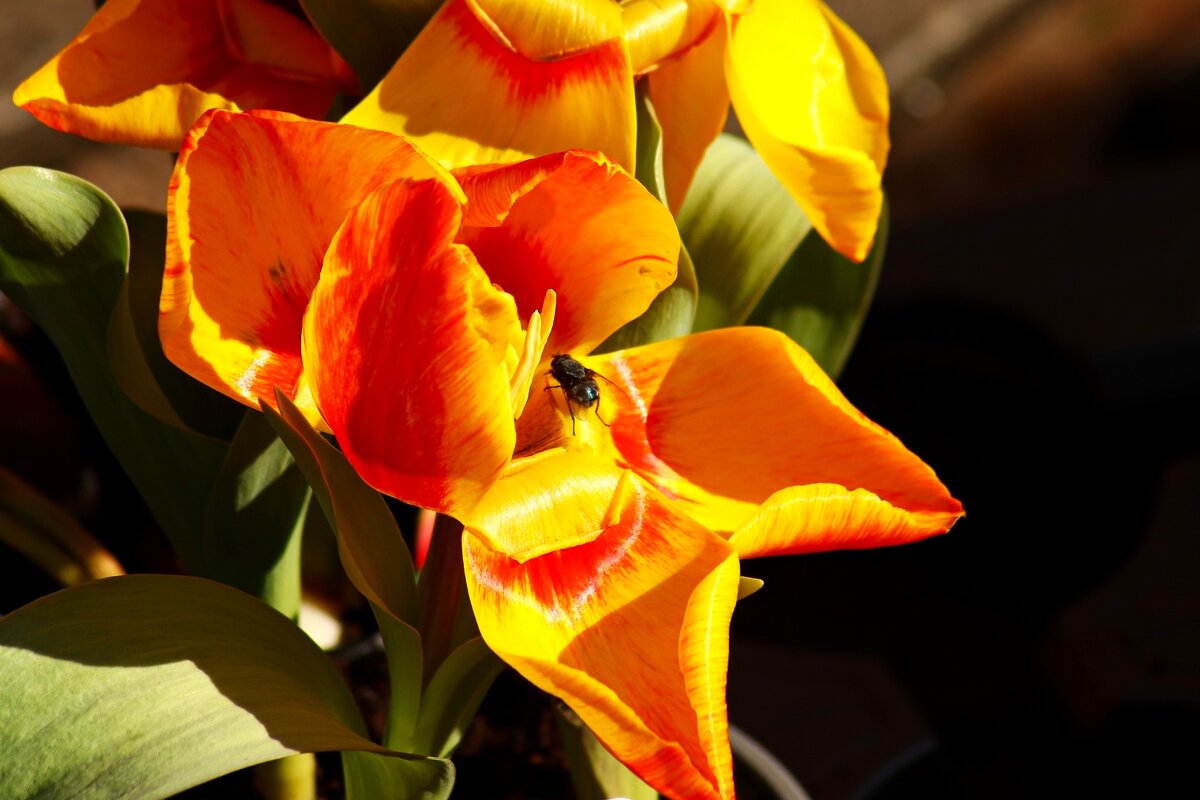 Вот и мухи проснулись в феврале - Юрий. Шмаков Вот и мухи проснулись в феврале - Юрий. Шмаков