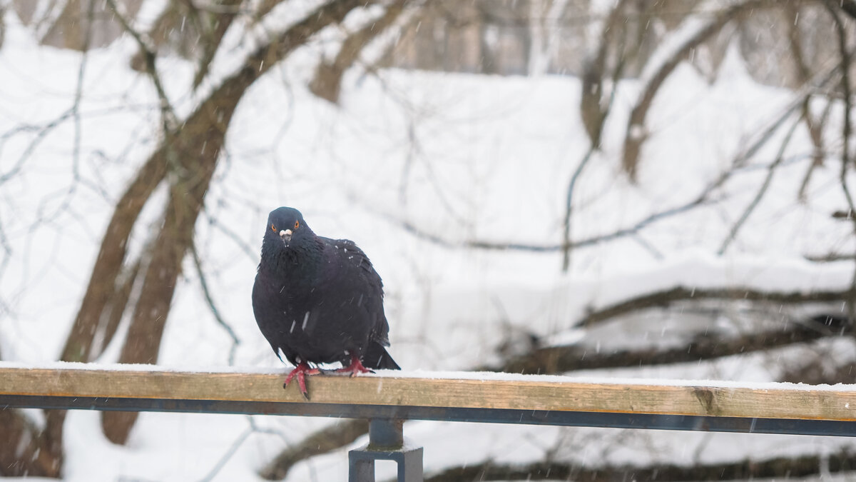 ***** - юрий поляков