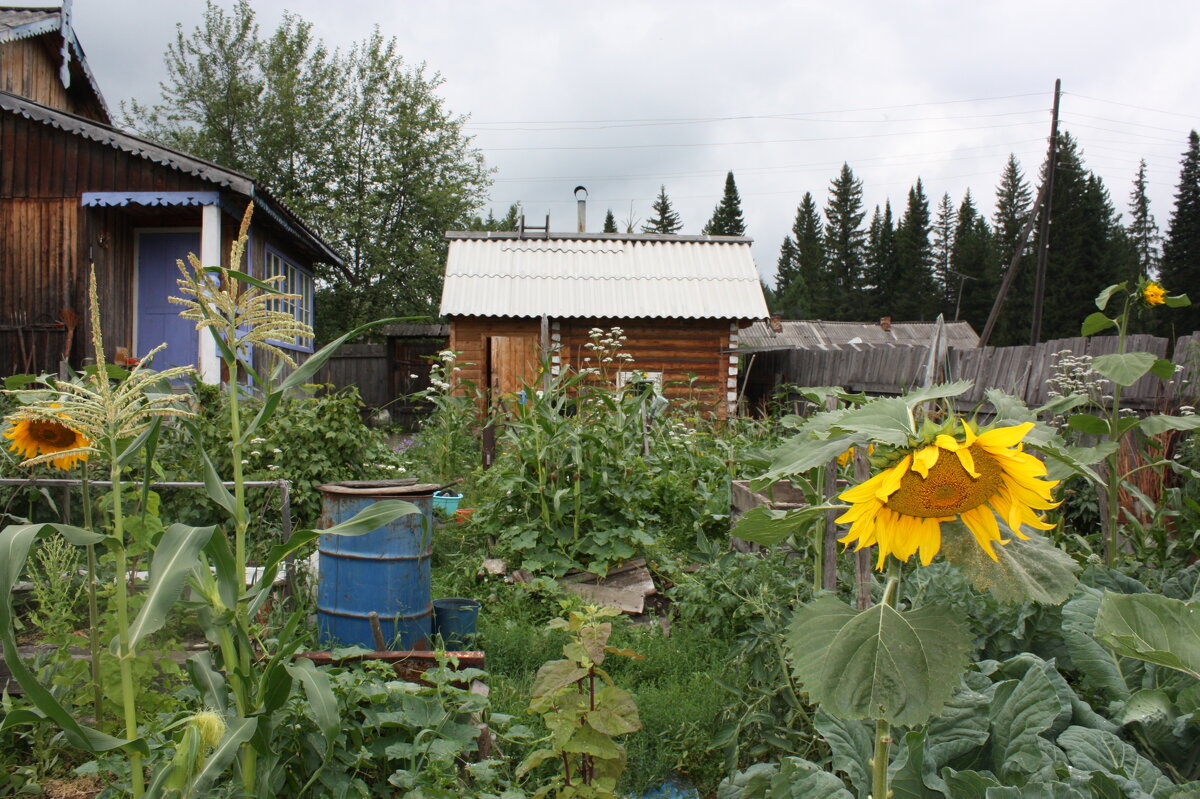 БАНЬКА - Tata Wolf