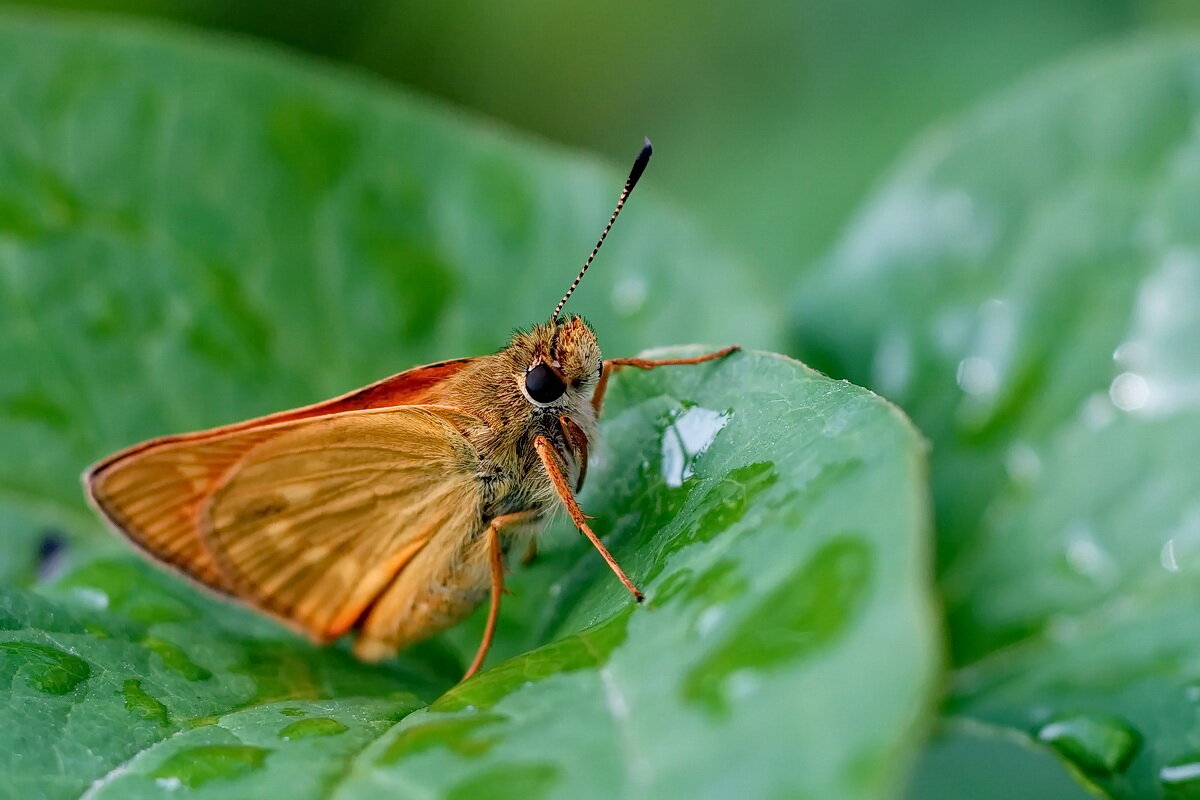 из серии " Макро мир вокруг нас..." - Николай Саржанов