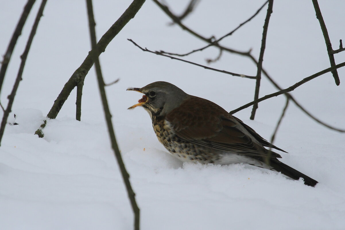 Дрозд рябинник - Ninell Nikitina