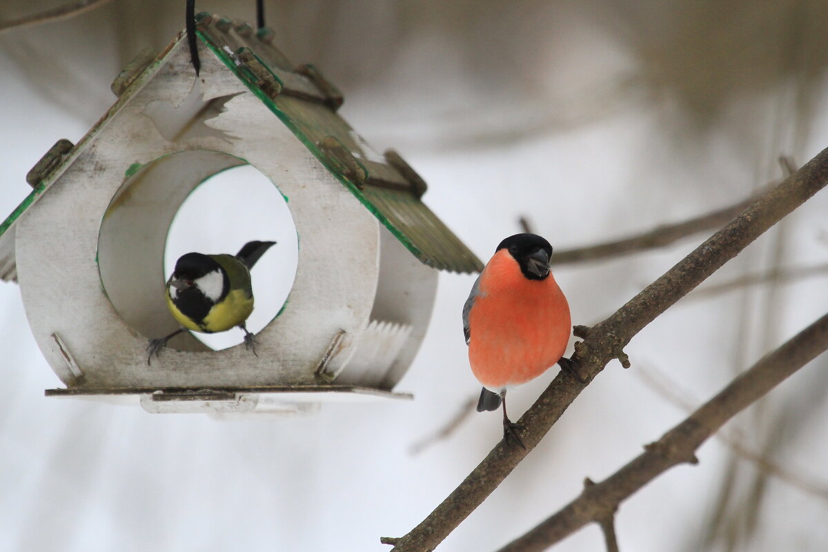 Синица и снегирь - Ninell Nikitina