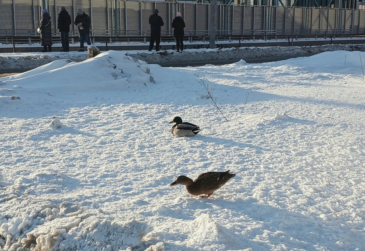 Парочка - Наталья Герасимова