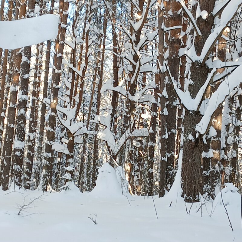 снег и деревья - Владимир 