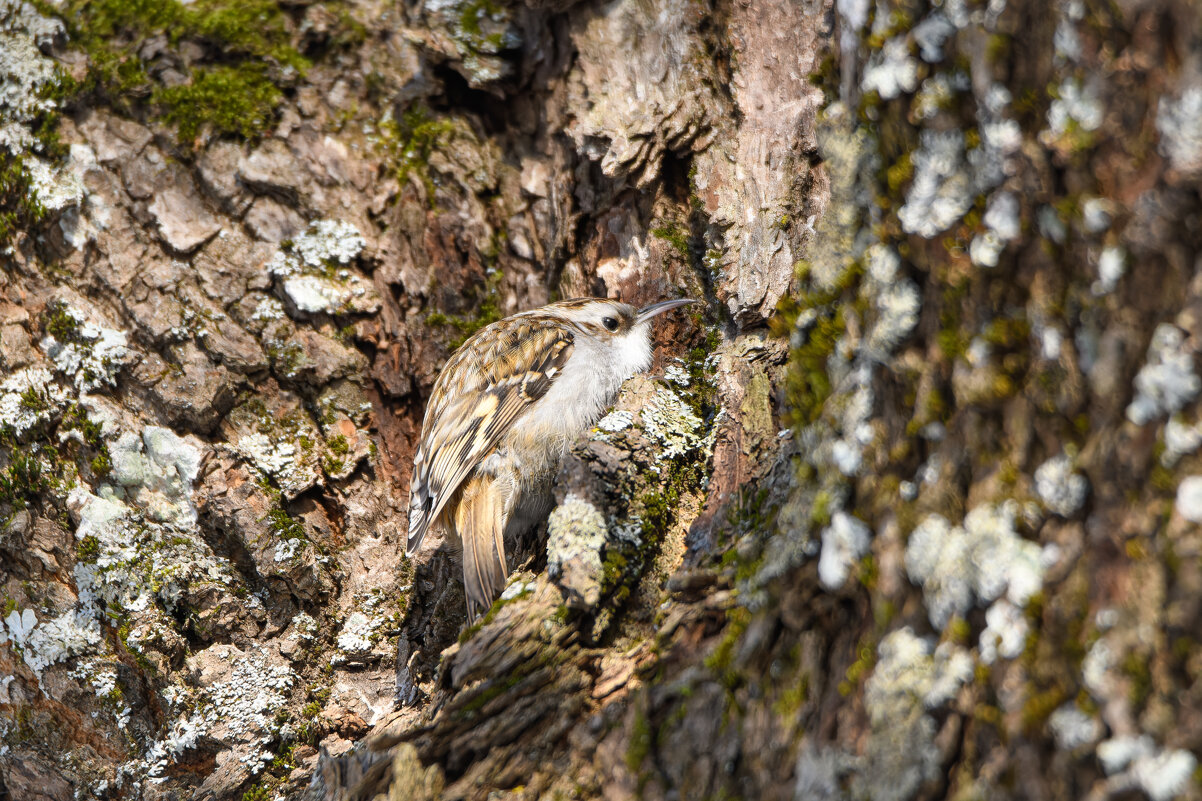 Обыкновенная пищуха ищет пропитание в коре - Дарья Меркулова