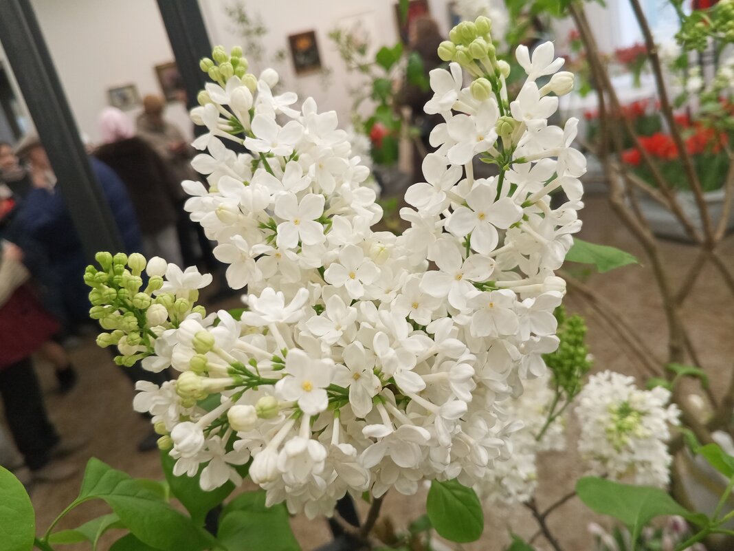 Сирень - Сапсан Сирень - Сапсан