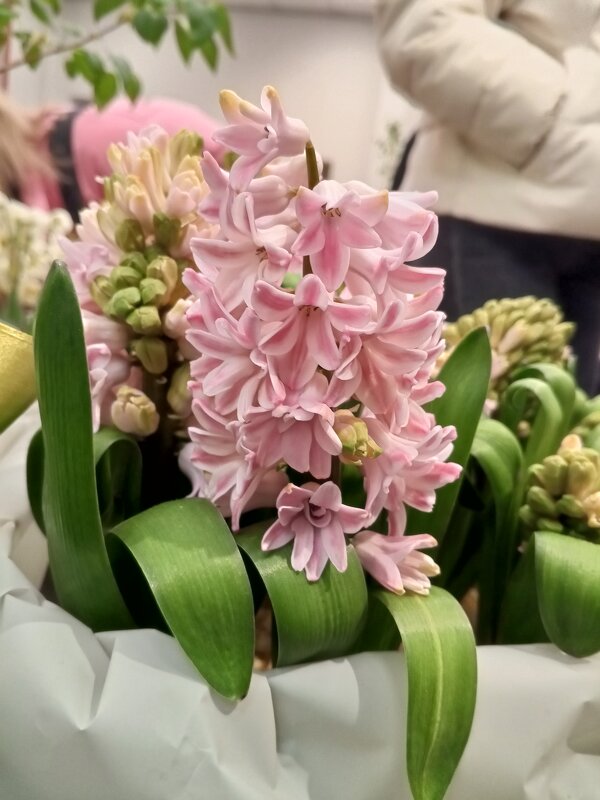 Гиацинт - Сапсан 