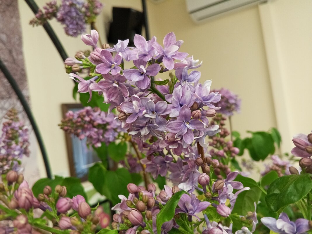 Сирень - Сапсан Сирень - Сапсан