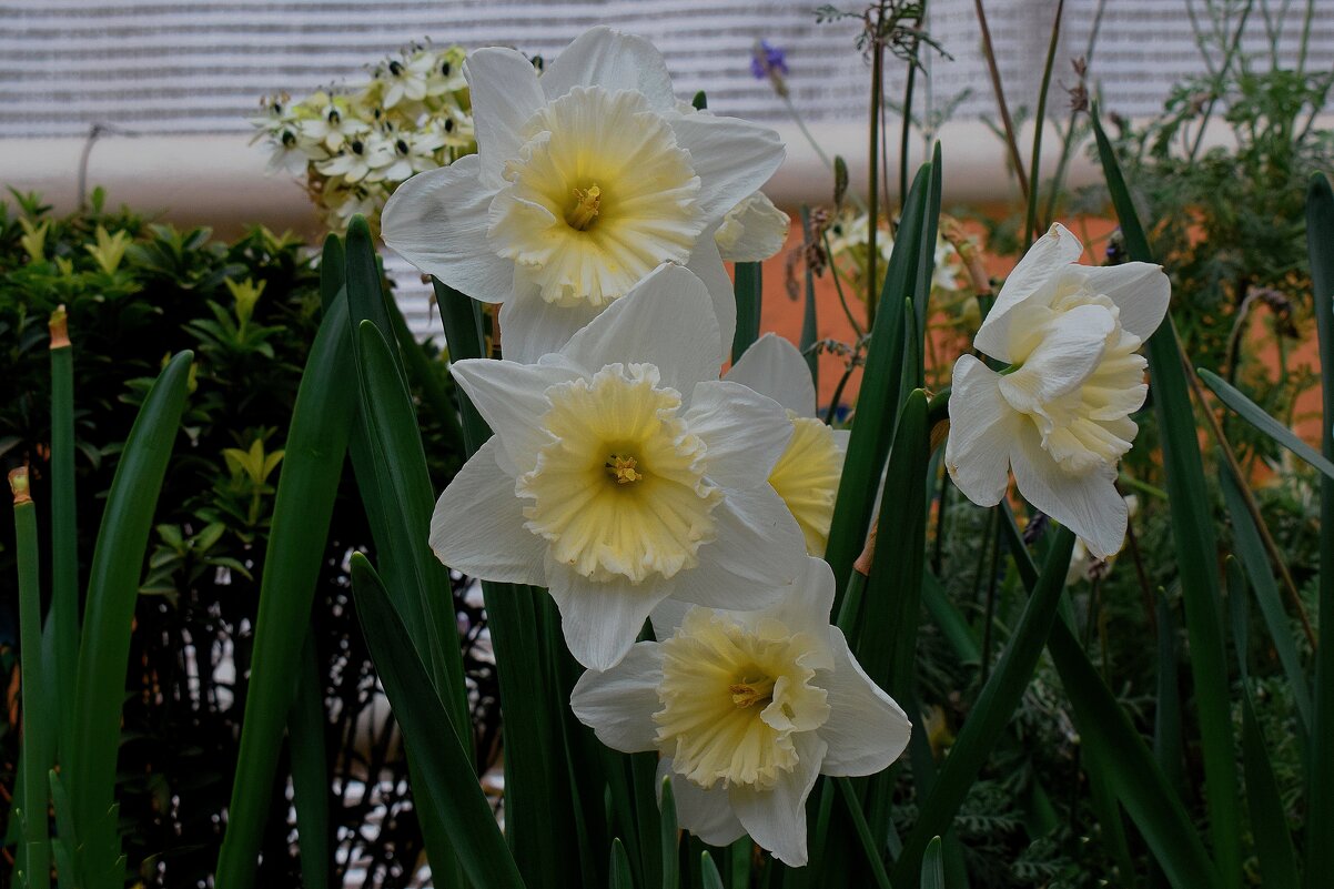 Весна пришла в Аптекарский огород 11 февраля. - Татьяна Помогалова Весна пришла в Аптекарский огород 11 февраля. - Татьяна Помогалова