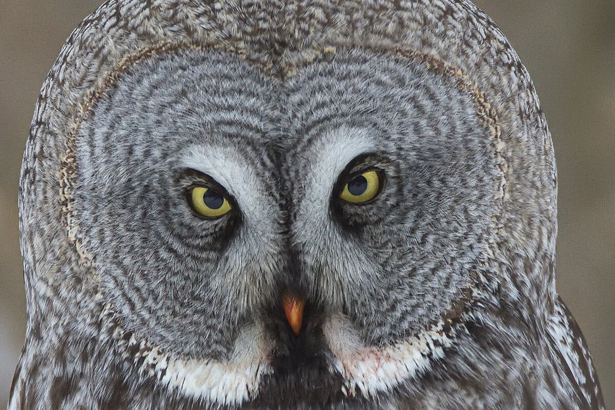 Post murem occidere - Maxim Lanin