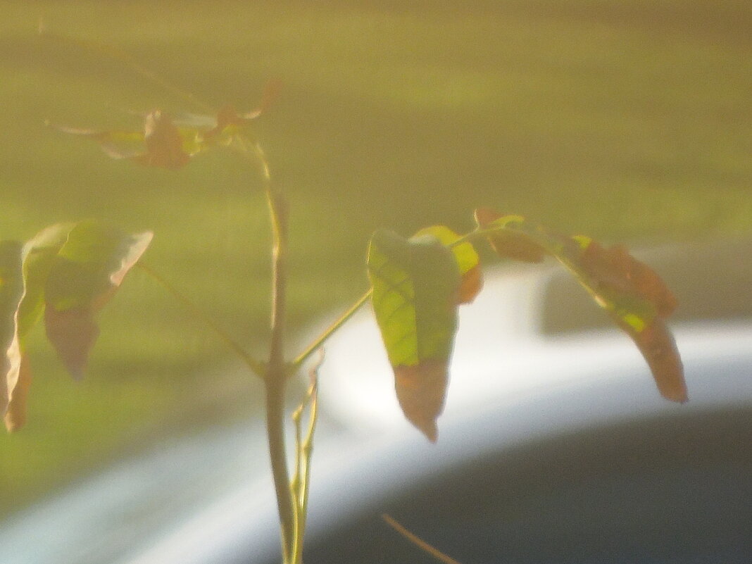 13  ОПЕН (917) - OPEN WAYS ALL