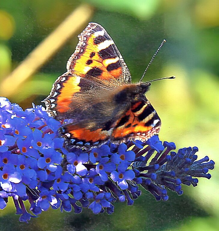 Буддлея в нашем саду - Игорь Сычёв