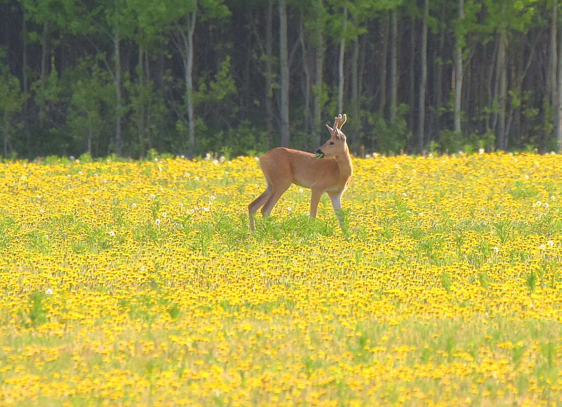 На цветущем лугу - Михаил Белоусов