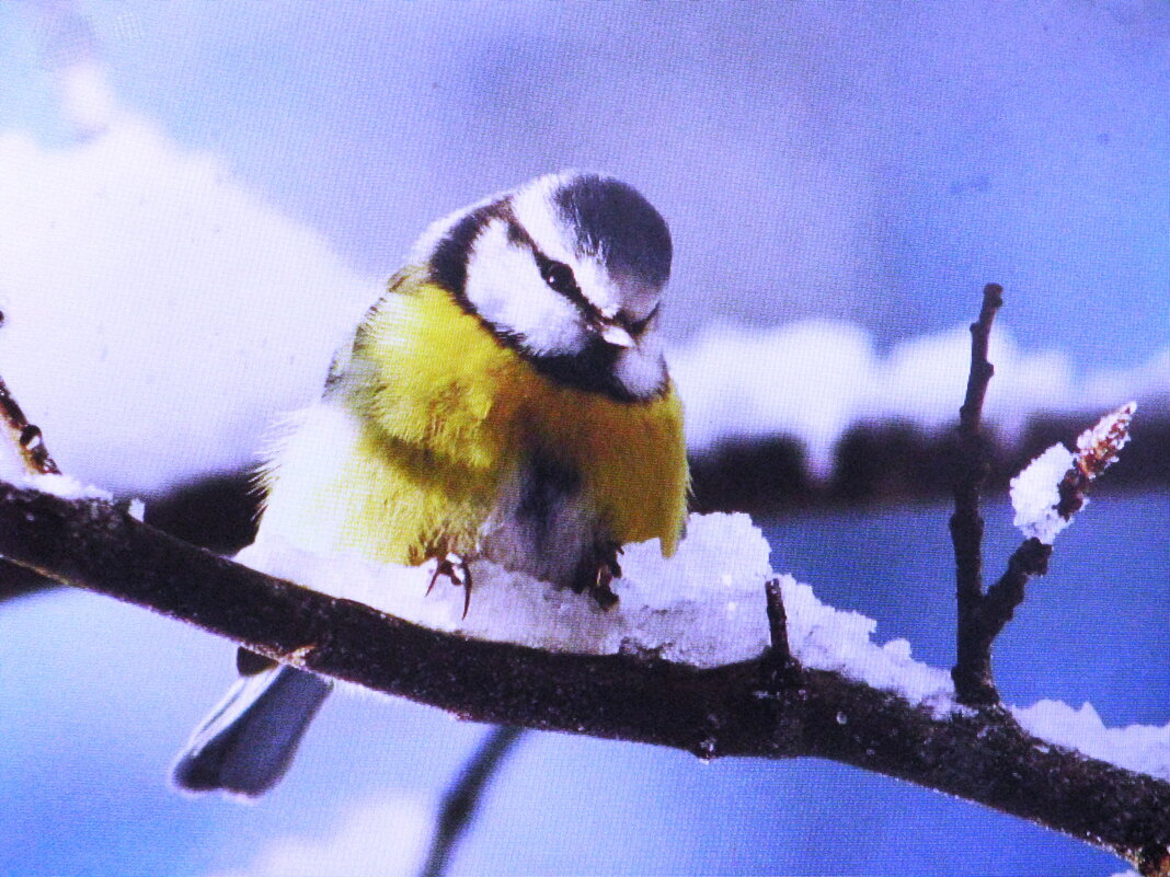 Лазоревка - Людмила Смородинская