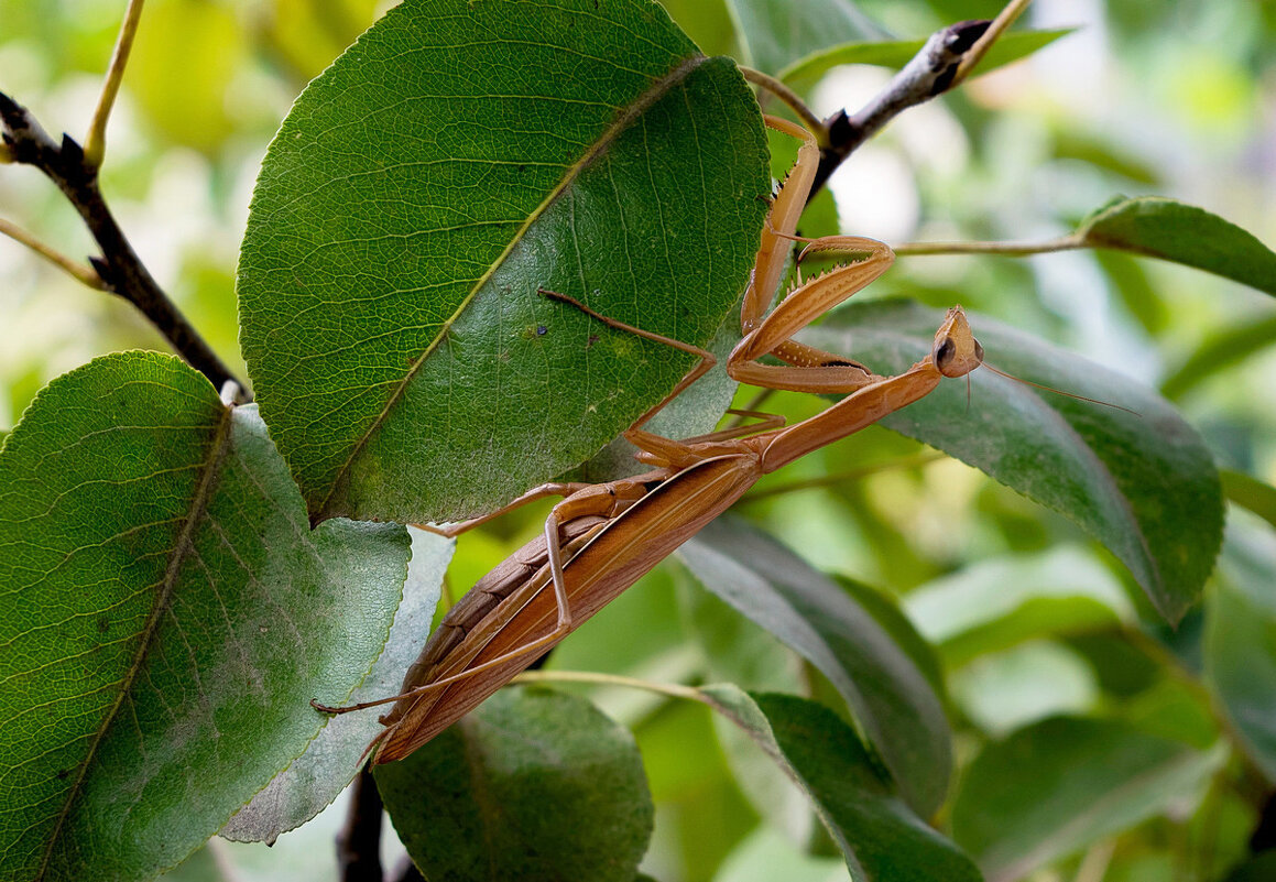 походкою неспешной... - Aleksandr . походкою неспешной... - Aleksandr .