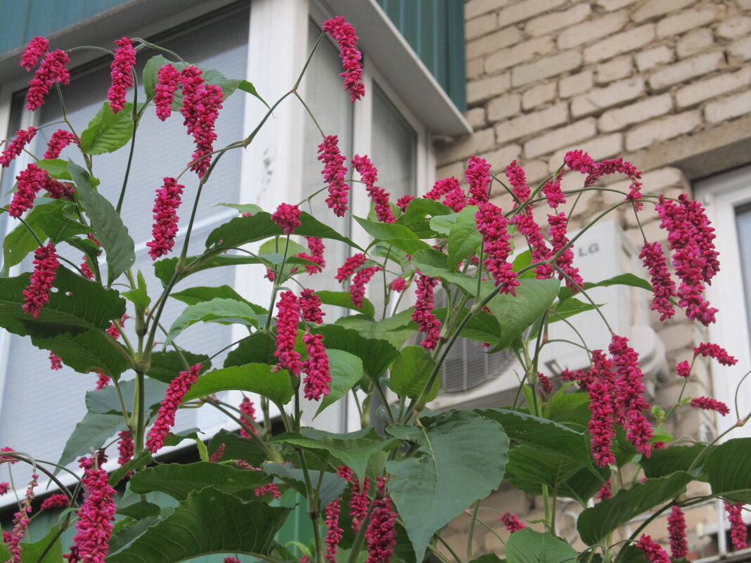 цветёт осенью - Елена Шаламова