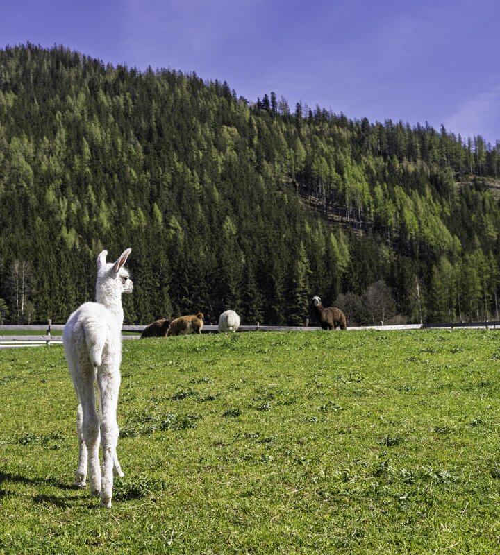 Альпака на одной из ферм в Австрии - Игорь Сикорский