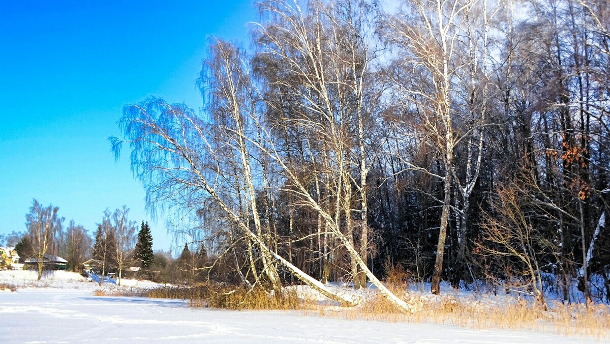 Зима в феврале. - Милешкин Владимир Алексеевич 