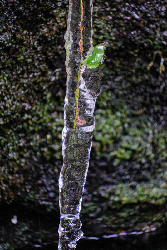 Растёт "во льду" !!!! - Георгий А