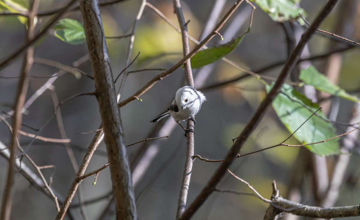 ополовник. - юрий макаров