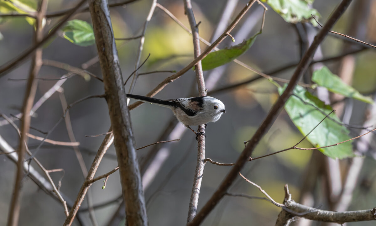 ополовник. - юрий макаров