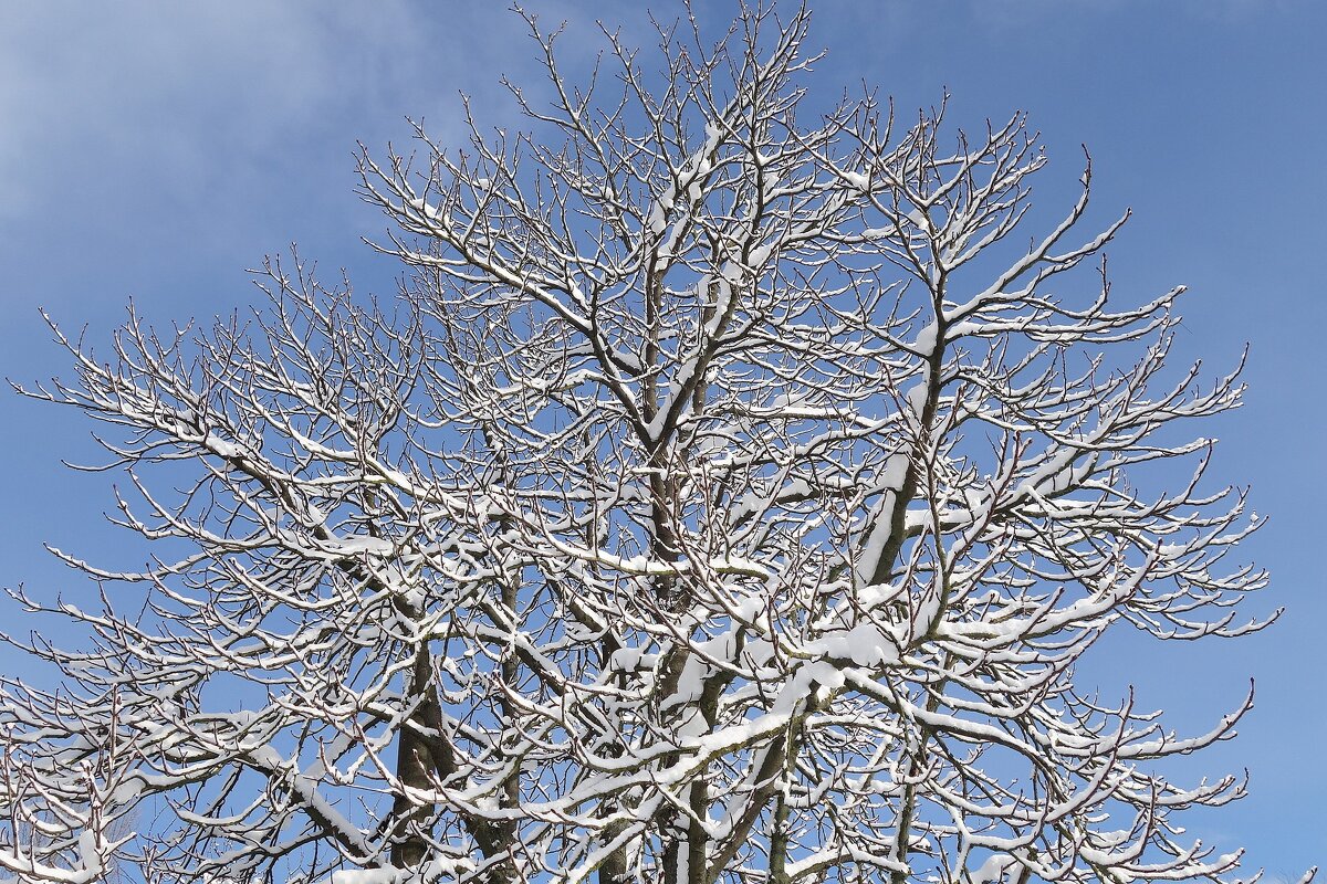 Снег, снежок... - Рита Симонова