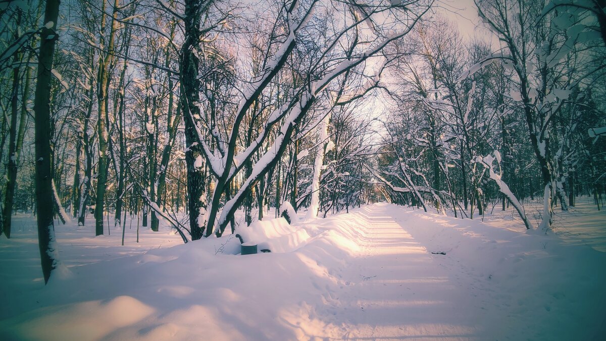 Зимними аллеями - Наталья Лакомова