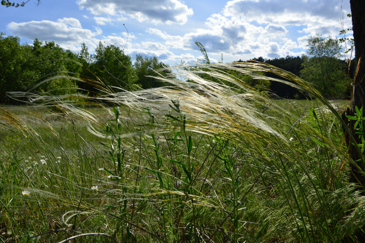 Ковыль! - Виктор 