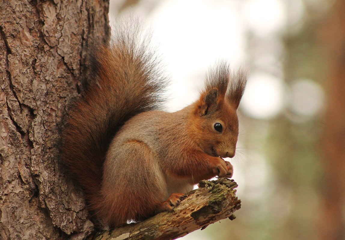 ...вкусный орешек...))) - Александр Герасенков