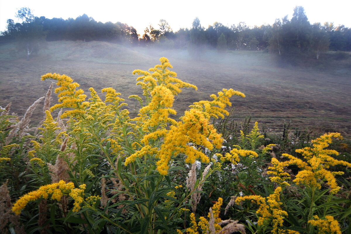 Царицыно 10 сентября - Михаил Бибичков Царицыно 10 сентября - Михаил Бибичков