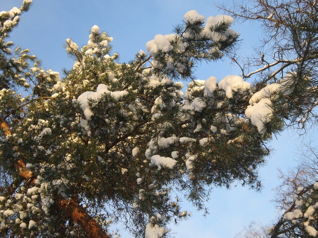 Снег на ветвях сосны - Дмитрий Никитин