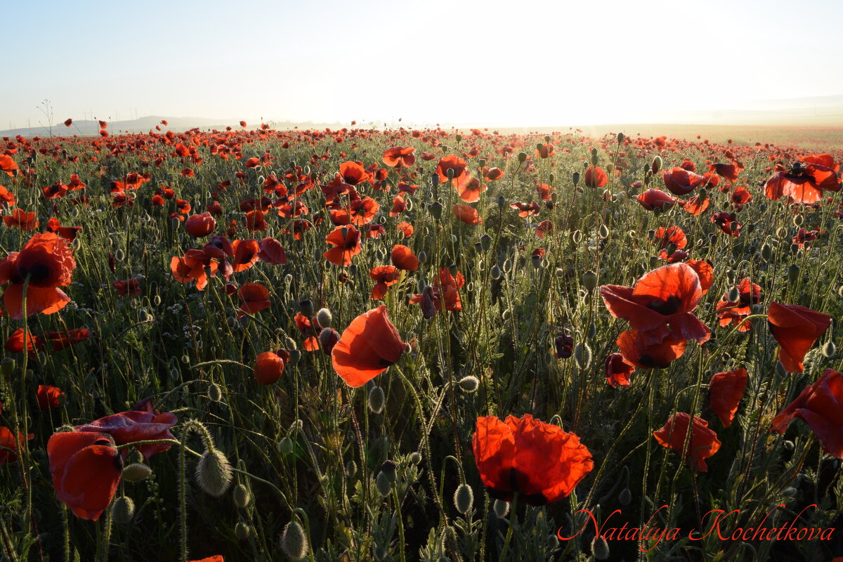 Природа Крыма - Amazing Cosmea