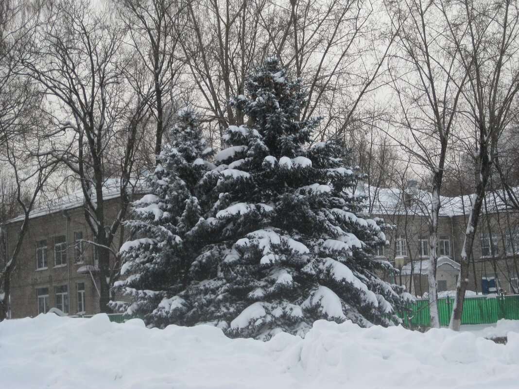 Снег упал на ветки елей - Дмитрий Никитин