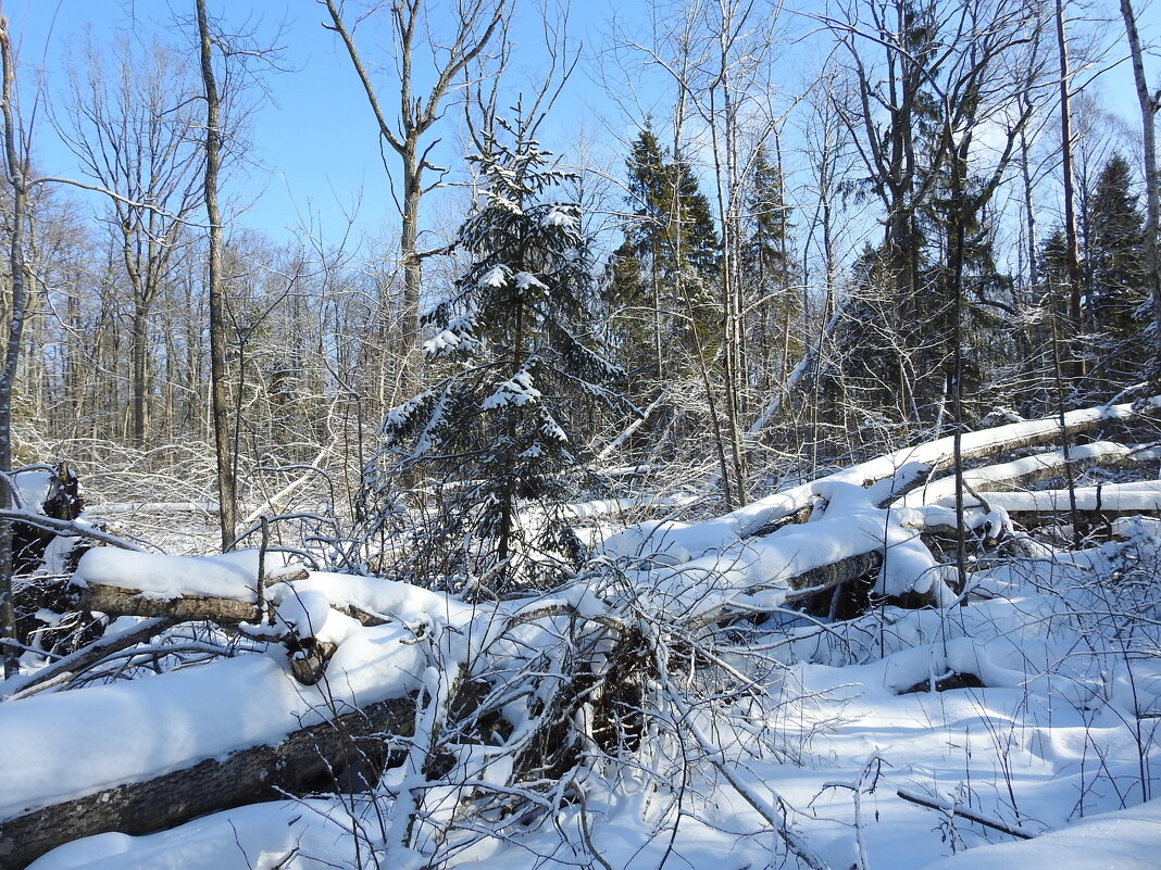 после бури. - ИННА ПОРОХОВА