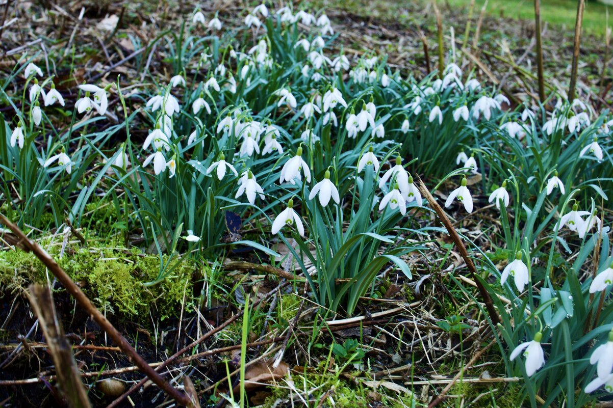 Полянка. - Lucy Schneider 