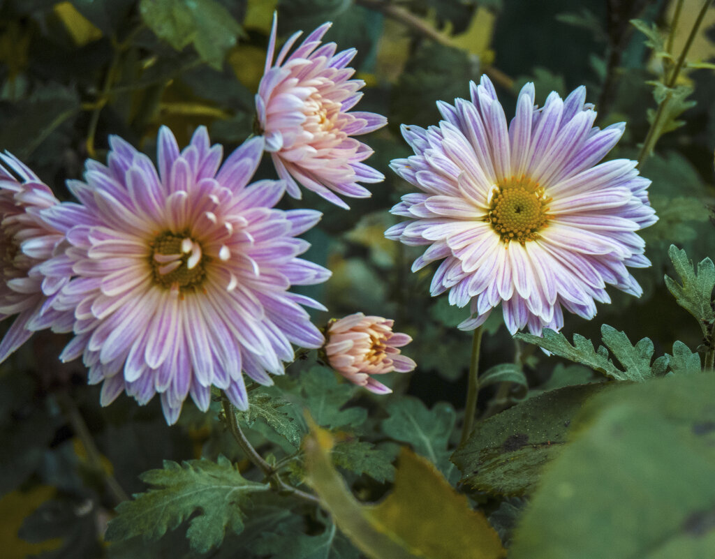 Хризантемы - Валентин Семчишин