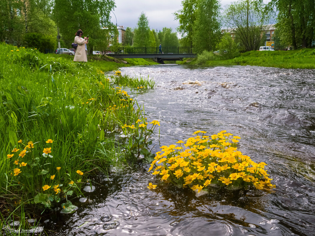 Цветение калужницы болотной в русле реки Чибъю. Парк КиО, Ухта - Николай Зиновьев