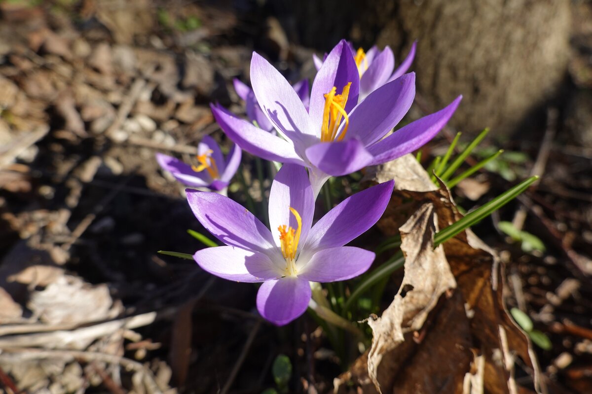 А завтра- Весна! - Галина 