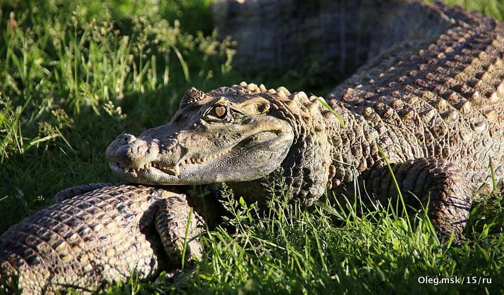 это не зоопарк - Олег Лукьянов