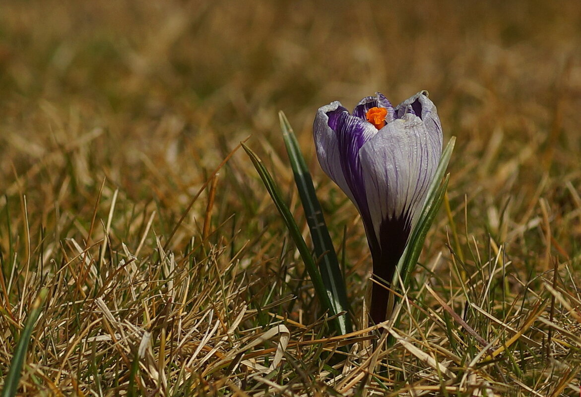 Скоро Весна... - Николай Саржанов