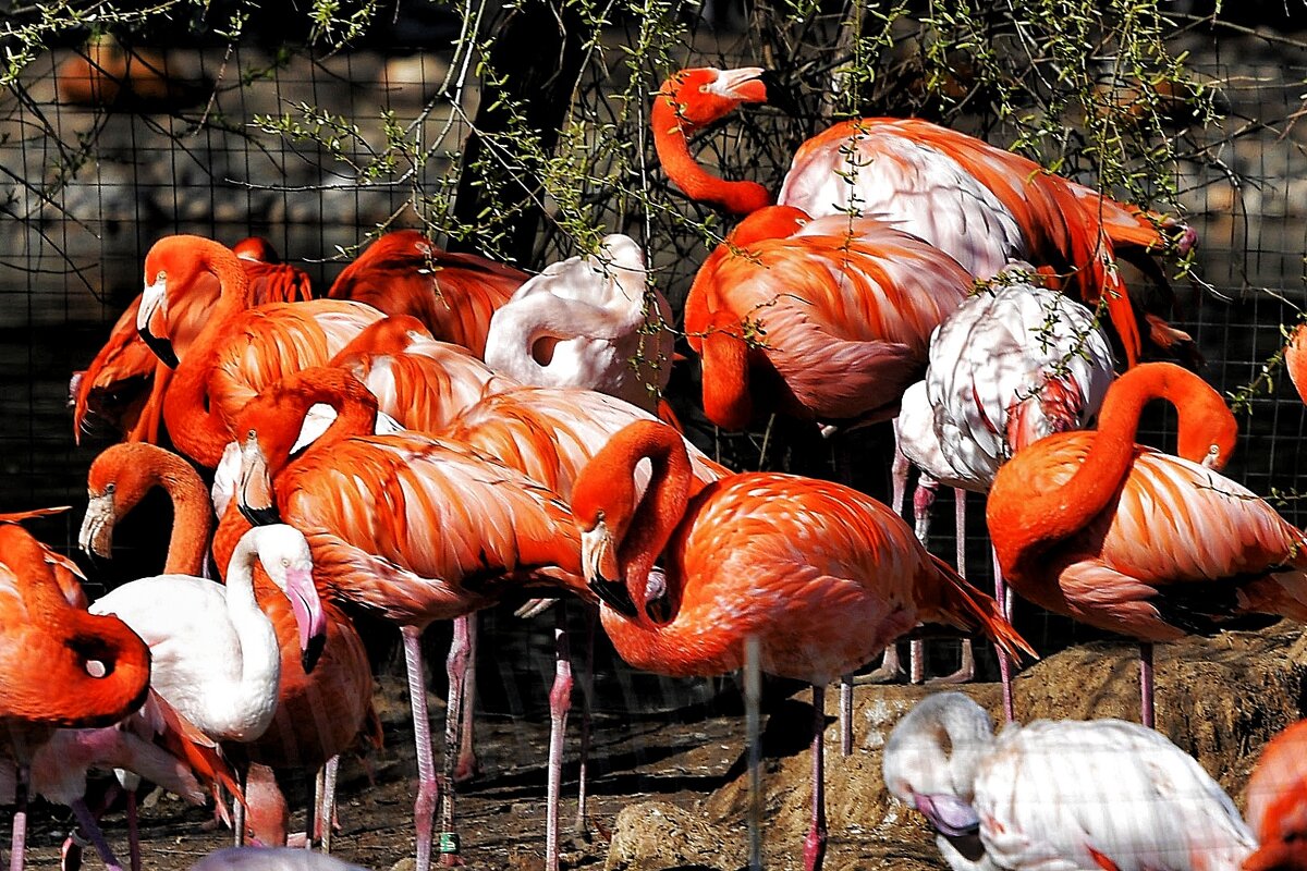 Moscow Zoo - Vlad Dega aka Sashka Х