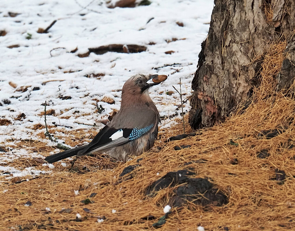 Сойка - Мария К.