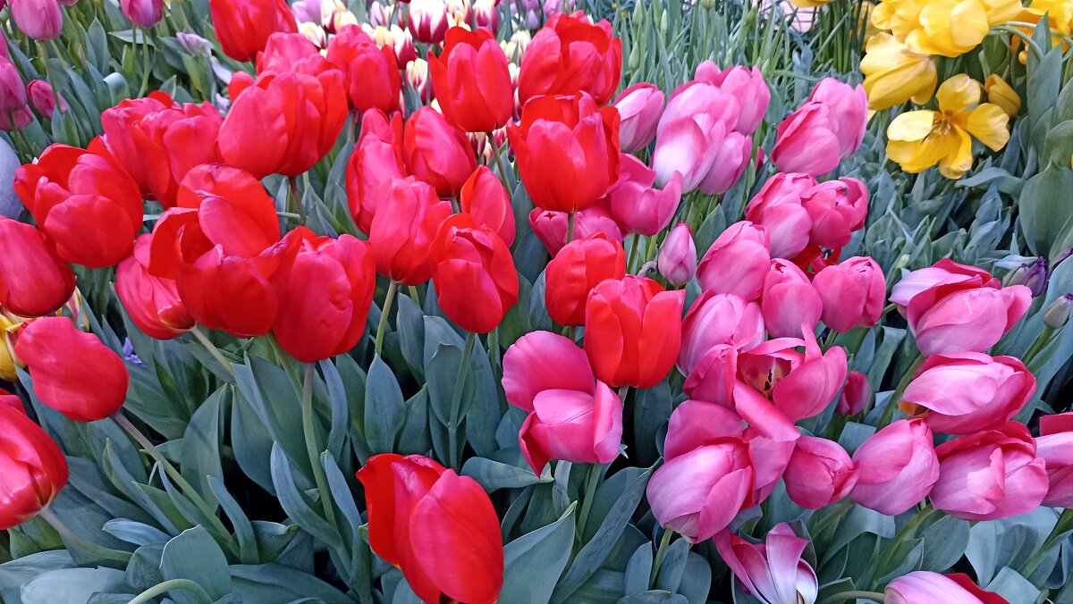 Репетиция весны - Татьяна Тюменка Репетиция весны - Татьяна Тюменка